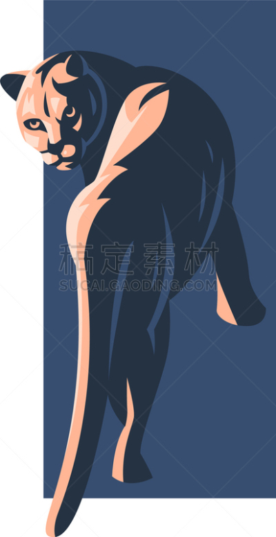彪马,雌狮,猫,野生动物,肖像,狮子,哺乳纲,自然美,动物,跳