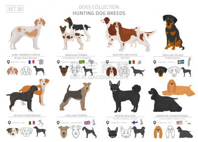 白色,分离着色,平坦的,猎犬,纯种犬,梗犬,运动,法国,狗,收集