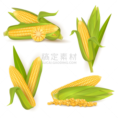 甜玉米,分离着色,农业,蔬菜,谷物,清新,食品,熟的,写实,布置