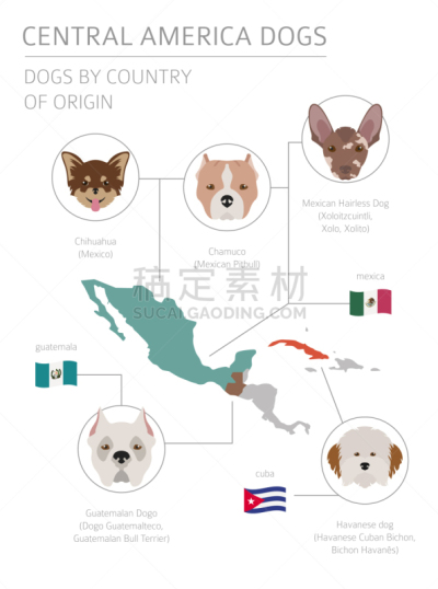 狗,拉丁文,非都市风光,美国狗,纯种犬,肖像,牧羊犬,Havanese,墨西哥,拉美人和西班牙裔人