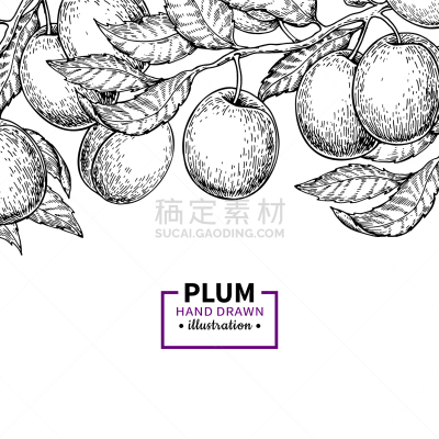 李子,枝,国境线,夏天,轮廓,图像,矢量,雕刻图像,复古,绘制
