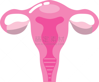 输卵管,卵巢,健康保健,人,图像,枝繁叶茂,女人