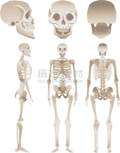 白色,人类骨架,个性,分离着色,生物学,健康保健,人,男人,布置,收集