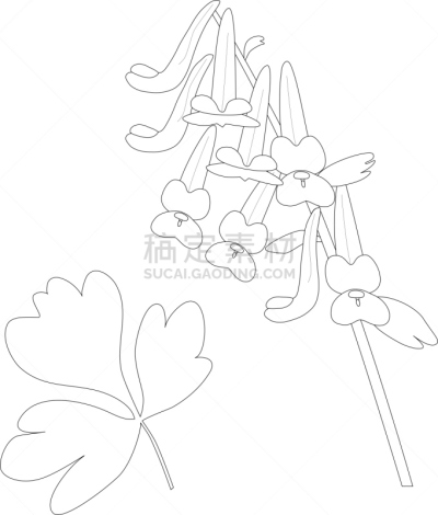 健康保健,背景分离,药,春天,植物,线条画,绘画插图,乱画,轮廓,草本