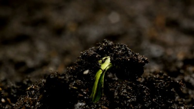 种植绿色植物农业时刻表