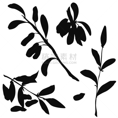 浆果,忍冬,白色背景,黑色,自然,图像,熟的,灌木,多汁的,农作物