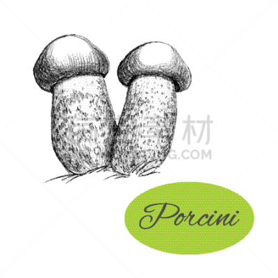 Porcini Mushroom,动物手,分离着色,轮廓,白色,创造力,有机食品,自然,清新,绘制