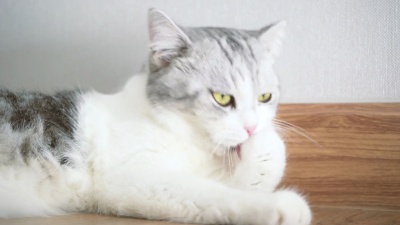 猫咪可爱，猫咪清洁