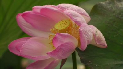 莲花(Nelumbo Nucifera)
