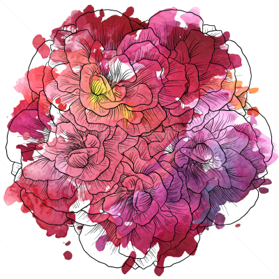 百合花,华丽的,环境,直的,品红色,植物群,模板,绘制,花,复古