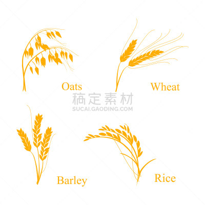 谷类食品,农业,有机食品,自然,大麦,季节,谷物,概念,收集,设计