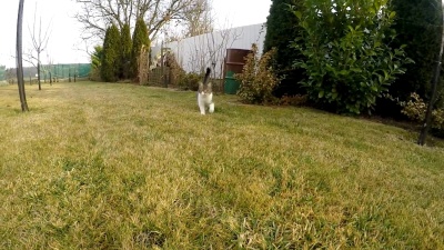 猫跑慢动作