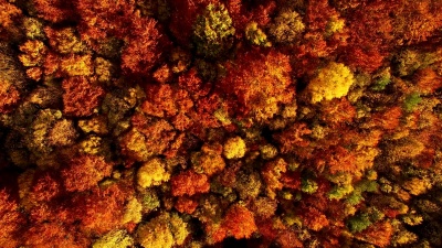 俯瞰秋天令人惊叹的美丽色彩，森林，树木，空中无人机立交桥景观。