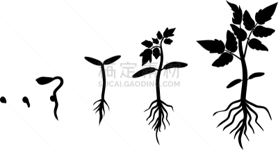 秧苗,白色背景,新生活,叶子,种子,番茄植物,分离着色,剪影,生长,发展