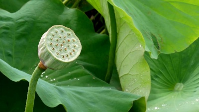 沼泽中的莲花