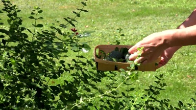 草药师手采摘薄荷草本植物叶子到花园里的柳条盘。Full 