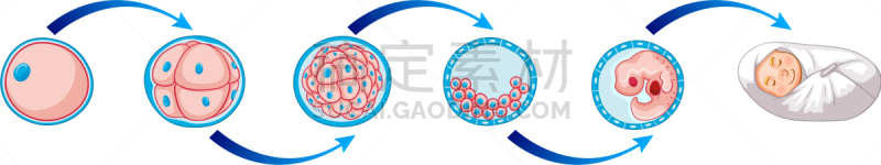 图表,新生儿,细胞,分离着色,白色,生物学,健康保健,人,图像,重复