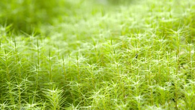 沼泽上的青草