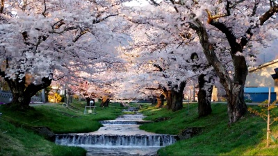 日本福岛川崎田的樱花