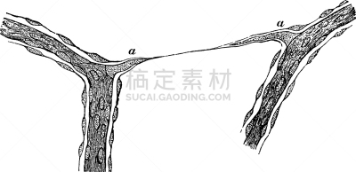 毛细血管,玻璃体液,白色,矢量,图像,雕刻图像,黑色,幽默,复古