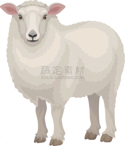 可爱的,绵羊,扁平化设计,东,农业,模板,哺乳纲,现代,动物,站