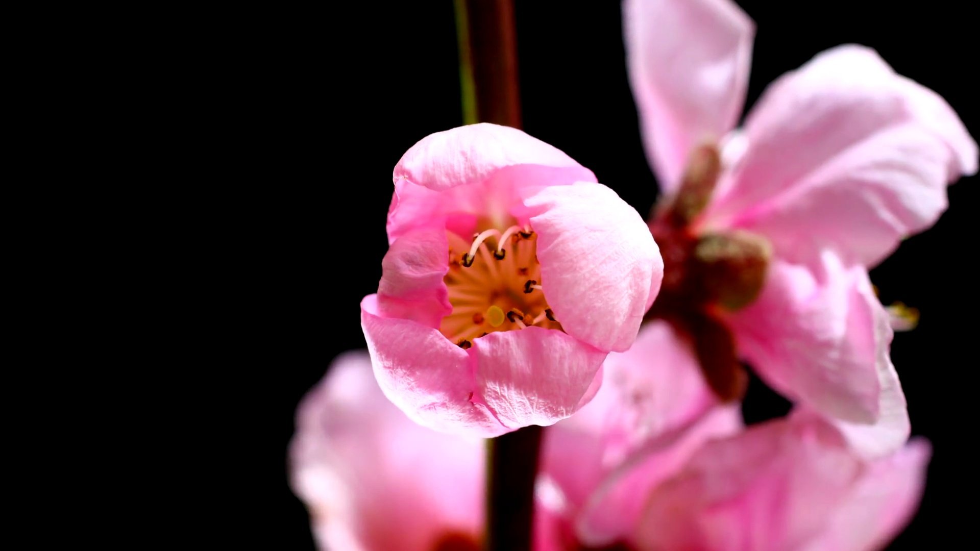 桃花延时摄影