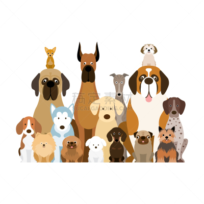 狗,动物群,可爱的,宠物,纯种犬,比例,图像,灰猎犬,巴哥犬,博美犬