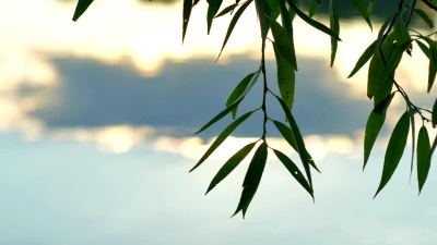 柳树的树枝。