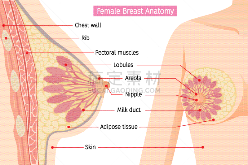 女性,横截面,毛细血管,人类腺体,人,女人,乳糖