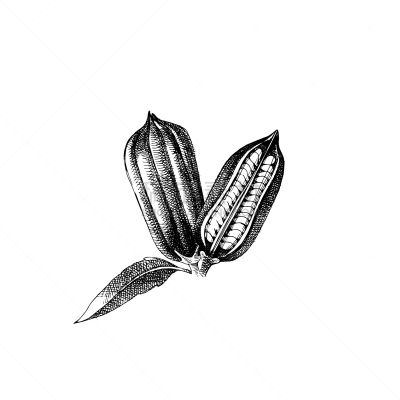 hand drawn sesame plant