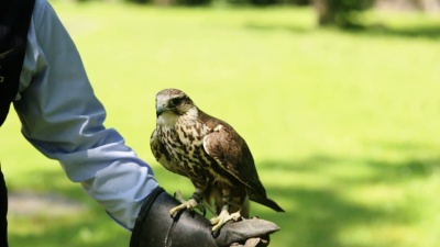 Saker Falcon(Falco Cherrug)栖息在手套上的特写镜头。