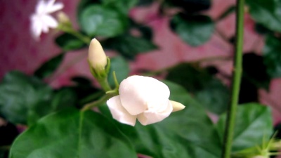茉莉