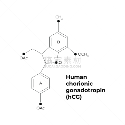 孕检,矢量,科学,极简构图,荷尔蒙,白色背景,模板,接力赛,教育