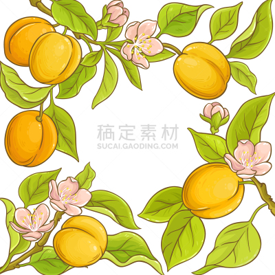 边框,杏,清新,食品,维生素,熟的,甜点心,植物,水果,花