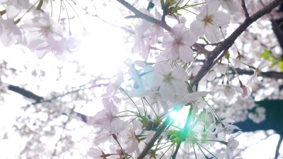 阳光穿过樱花
