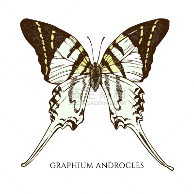 动物手,石墨,鸡尾酒,Papilionidae,野生动物,绘制,布置,收集,设计,装饰