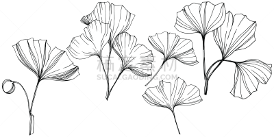 银杏,植物,绘画插图,雕刻图像,艺术,叶子,矢量,墨水,植物园,分离着色