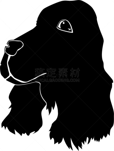 斯班尼犬,可爱的,白色,宠物,纯种犬,肖像,图像,狗,哺乳纲,英格兰