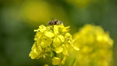蜜蜂从芥末菜籽花中收集花蜜慢动作。