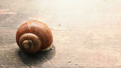 花园蜗牛睁眼离去