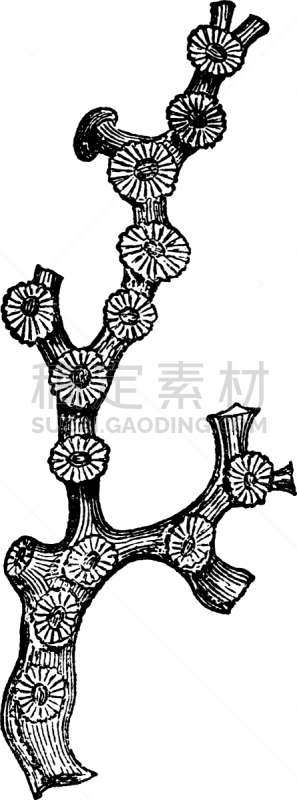 Siphonophora,白色,矢量,刺胞动物,图像,雕刻图像,黑色,社区,复古