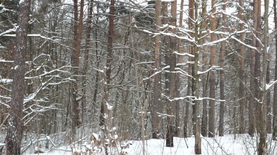 冬天降雪时的森林全景。