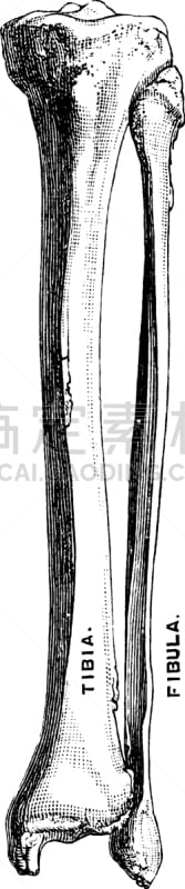 胫骨,腓骨,白色,矢量,踝,图像,雕刻图像,黑色,复古