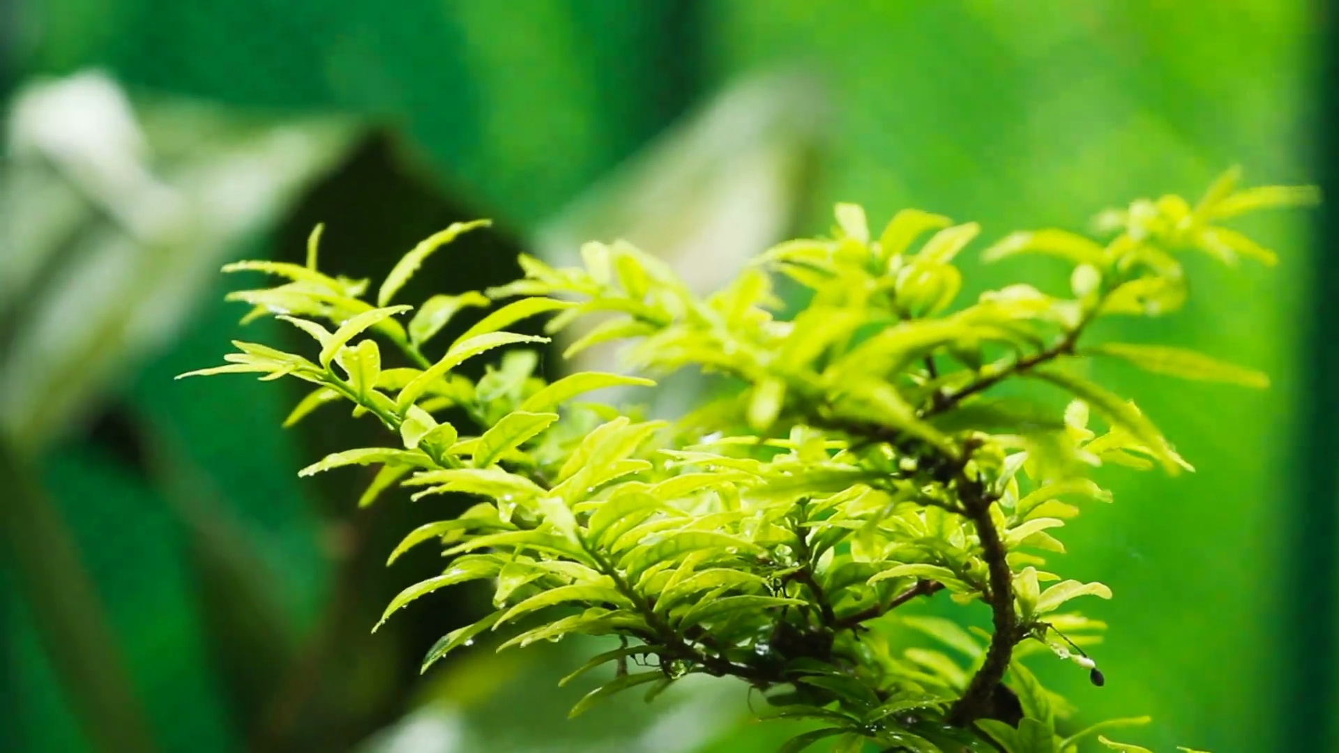 泰国清迈省绿色植物上的雨水