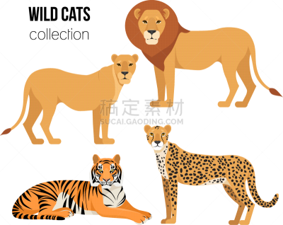 猎豹,狮子,动物,雌狮,虎,分离着色,可爱的,白色,动物园,收集