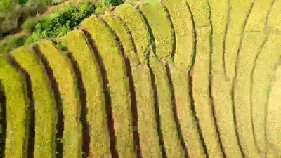 从Dorn稻田梯田鸟瞰