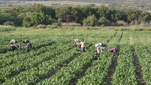 用工人收割菠菜的田地平移镜头