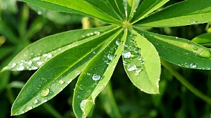羽扇豆绿的叶子在阳光下雨后用雨滴露珠关闭。自然夏季背景