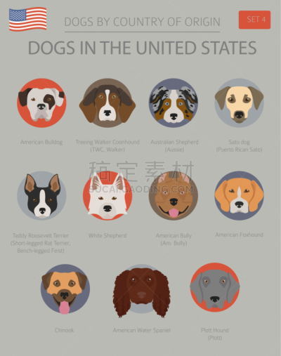 狗,美国,美国狗,宠物,纯种犬,牧羊犬,鼠猎犬,动物,美国比特斗牛犬,猎狐犬