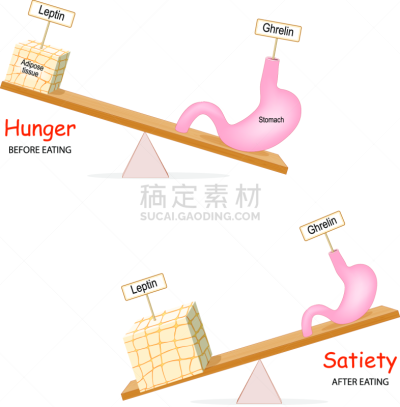 平衡,饥饿的,荷尔蒙,贪欲,活力,有序,健康保健,化学,新陈代谢,药